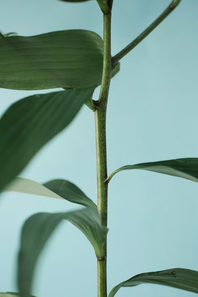 ÓLEO DOS INCAS (SACHA INCHI)