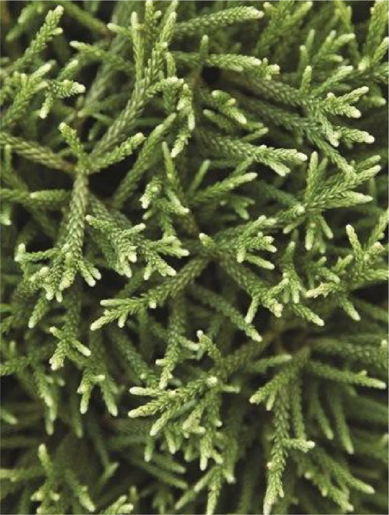 CRIPTOMERIA JAPÓNICA